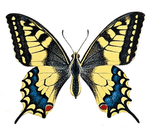 Motyle1 - 6.jpg