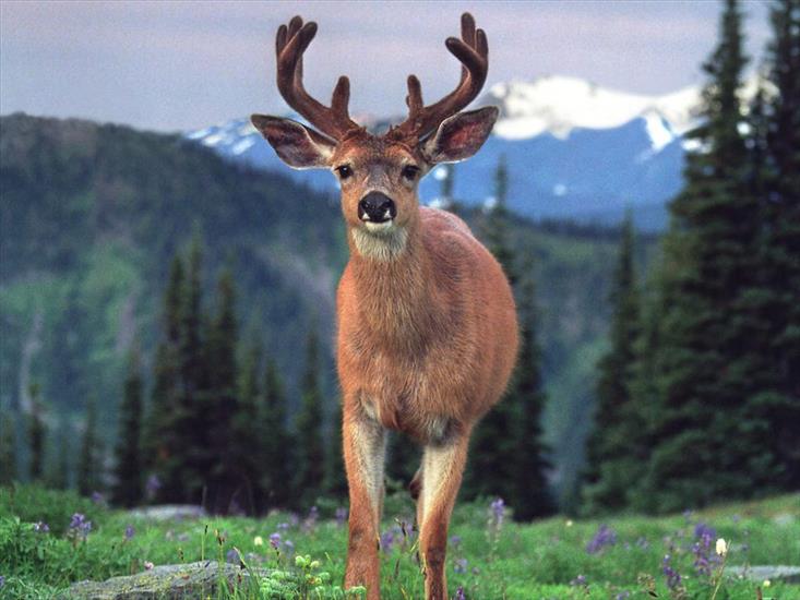 Zwierzęta - blacktail_deer.jpg