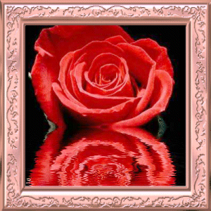 Róże - tgvandbillede62dt51.gif