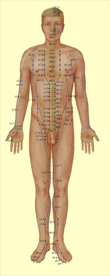 Meridiany - acupuncture_model1.png