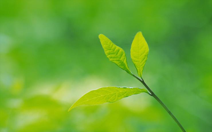 Green Leaves Widescreen - Green_Leaves_2560x1600_037.jpg