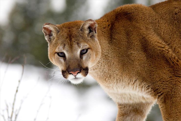 Big Cats - 03 - Cougar in Winter, Montana.jpg