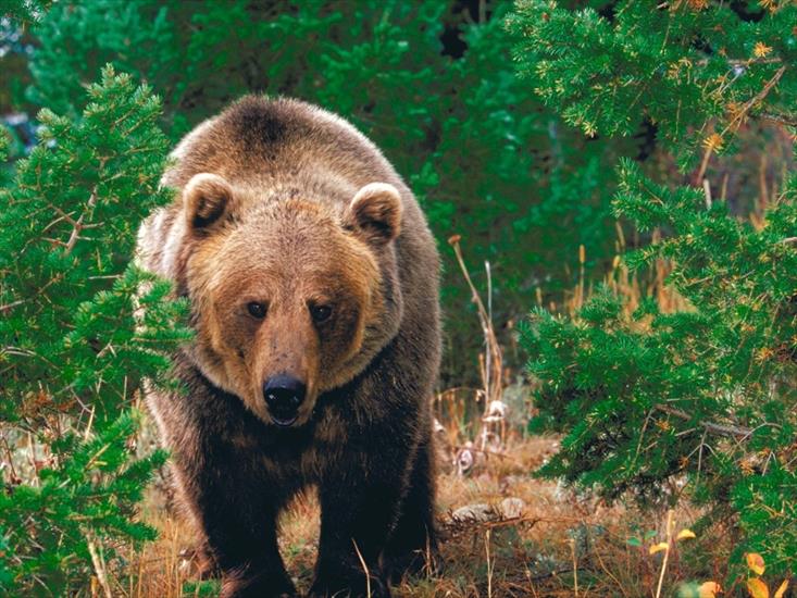 zwierzęta - miś grizzly_bear-800x600.jpg