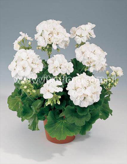 pelargonie - pro_dc3755df.jpg