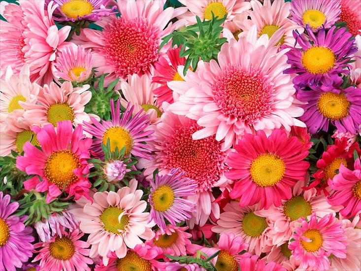 kwiaty - Daisies and Mums.jpg