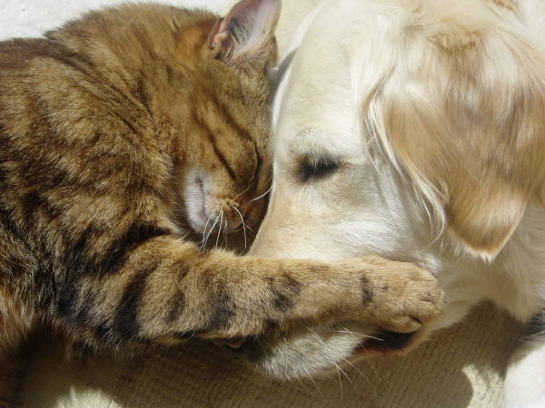 Kocie Przyjaźnie - cat-dog-cuddle.jpg