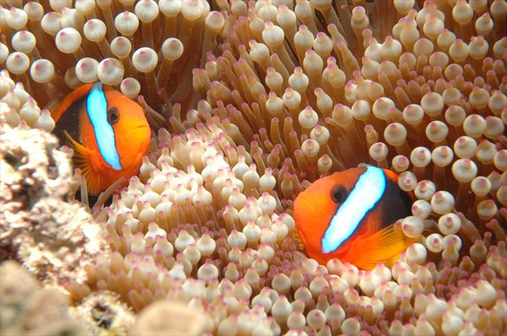 WIELKA RAFA KORALOWA - clown-fish-barrier-reef-l1.jpg