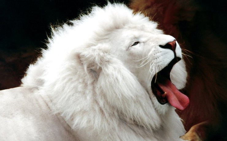 Reszta - White-Lion.jpg