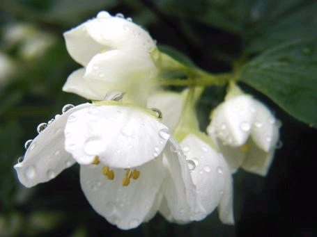  Kwiaty - biel w deszczu.bmp