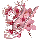 Kwiat wiśni - Y.gif