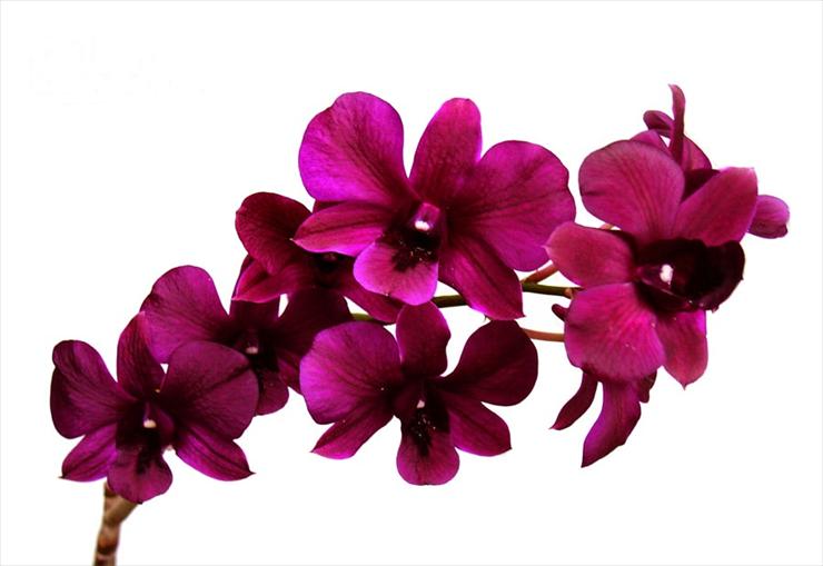 kwiaty - Orchids_by_deliriousoracle.jpg