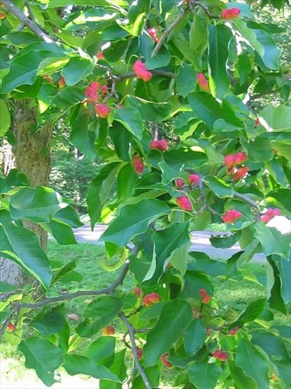 Magnolia - Magnolia acuminata - Magnolia drzewiasta - owoce.jpg