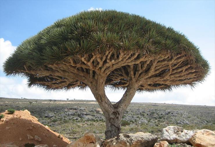 Dracena - Socotra_dragon_tree.JPG