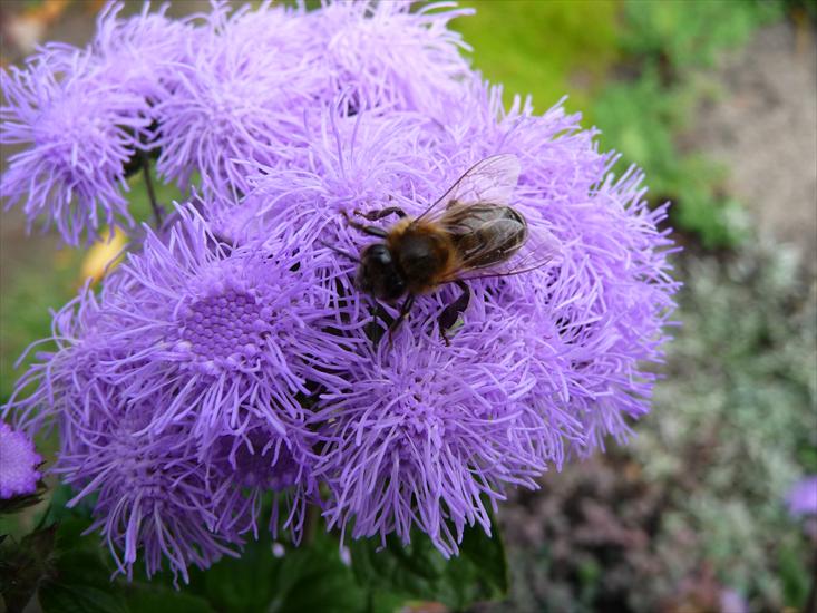 Pszczoły - P1030883.JPG