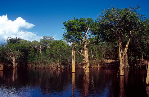 PIĘKNO AMAZONII - AMAZONIA2.jpg