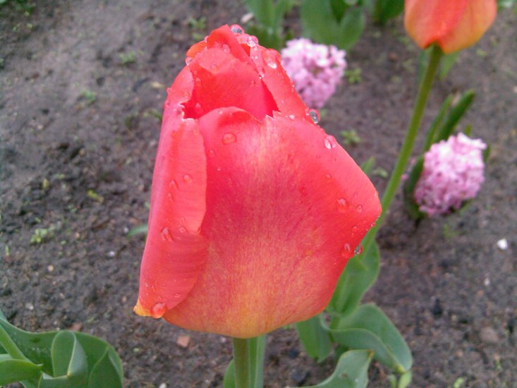 Tulipany-2014 - Zdjęcia-0043.jpg