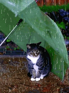 1,2,3 MAJA - kotek w deszczu.