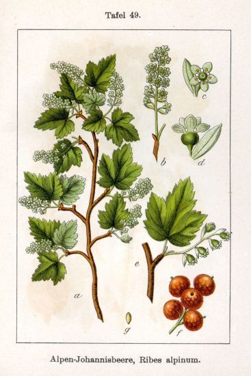 Ribes - Ribes alpinum 3.jpg