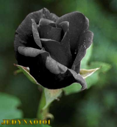 RÓŻA  CZARNA - Czarna róza-JEDYNA0101.jpg