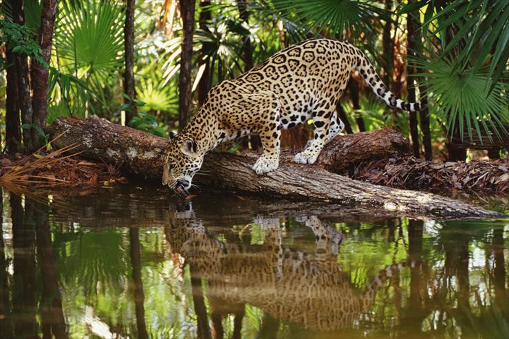 Big Cats - 03 - Thirsty Jaguar, Belize.jpg
