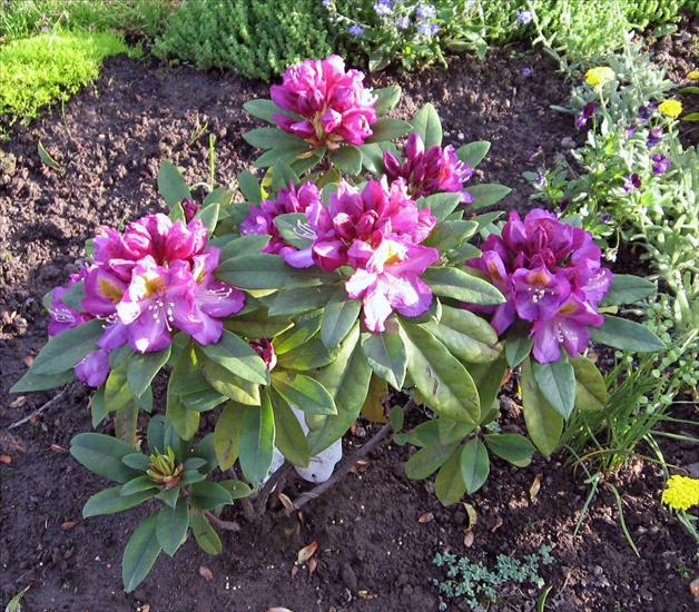 Kwiaty z mojej rabaty - Rhododendron 1.jpg