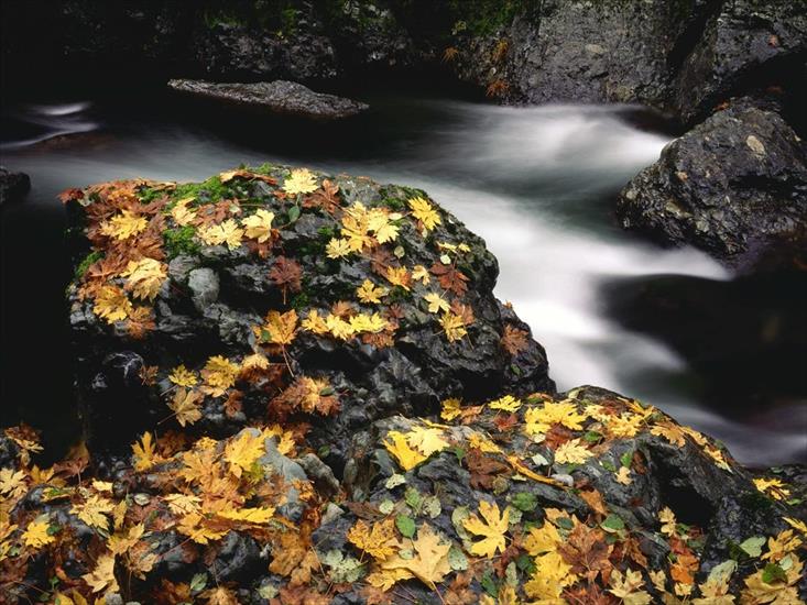 Drzewa - autumn_leaf_covered_rock_elk_river_oregon___16-1600x1200.jpg