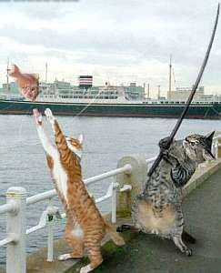 Zwierzaczki 01 - catfishing.jpg