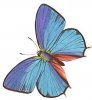 ,,,,Różne wzory tatuaży - tribal-butterfly-tattoo-design-17.jpg