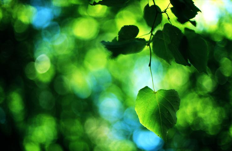 W zielonym kolorze - Summer_leaf_by_StarTigerOne.jpg