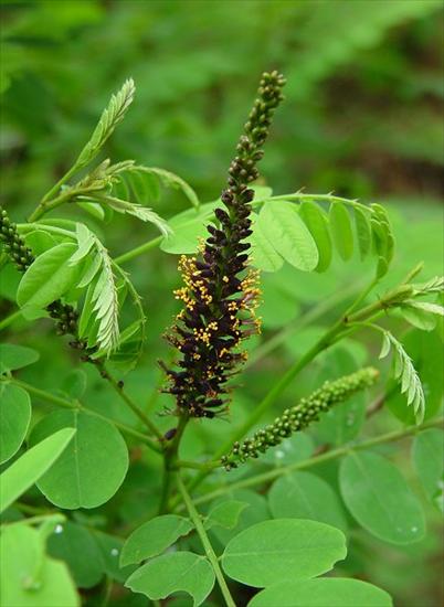 Leguminosae - Amorpha fruticosa 3.jpg