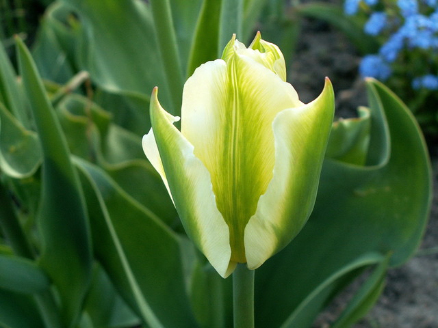 KWIATY JPG - tulipan_7211272603124.jpg