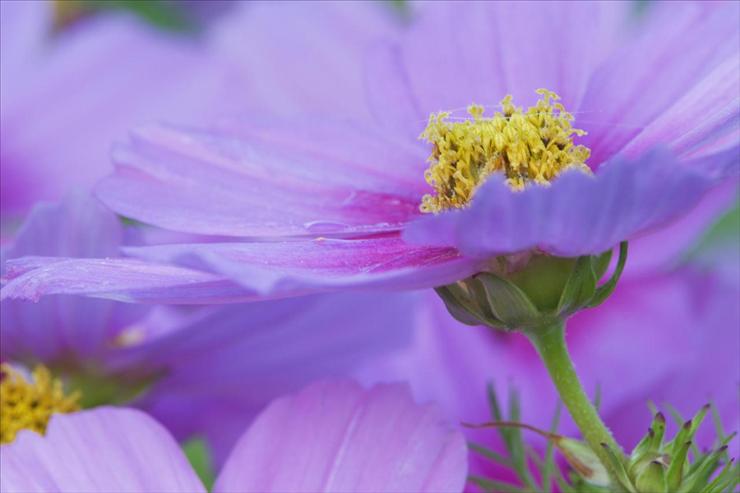 Webshots Collections - Close-up of a Cosmos Flower, Maine  Adam Jones.jpg