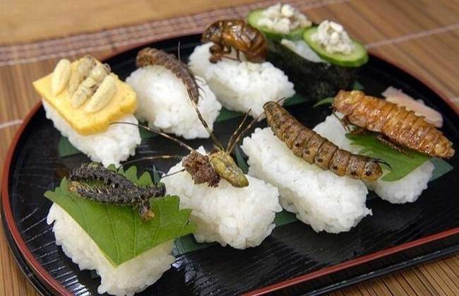 Sushi z owadami - 09093a74dfecf32472547d1.jpg