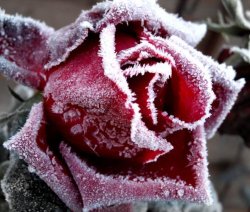 Rok w ogrodzie - roza-zima_w250.jpg