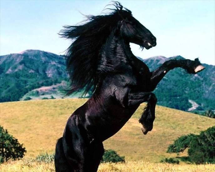 Konie - zwierzeta-konie-1280-3480.jpg