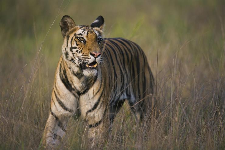 Tigers - 04 - Bengal Tiger Walking in Dry Grasses, Bandhavgarh National Park, India.jpg