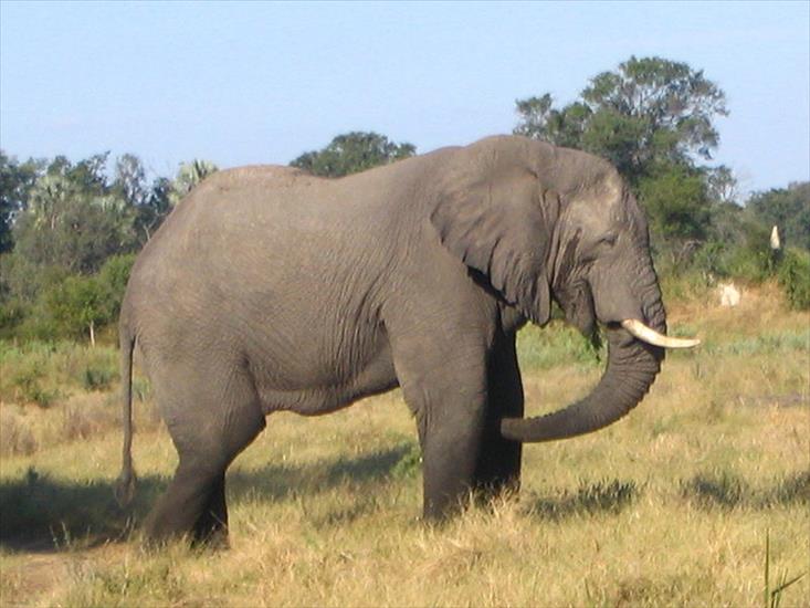 Słonie - słoń afrykański 11.JPG