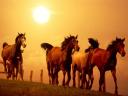 Tapety konie - TN-scorching_ride.jpg