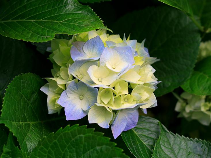 Tapety na Pulpit - Hydrangeas.jpg