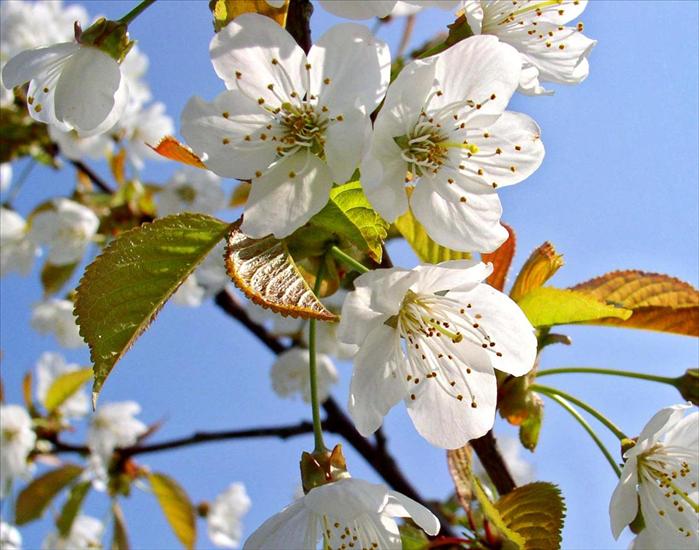  02 - spring-tree-blossom.jpg