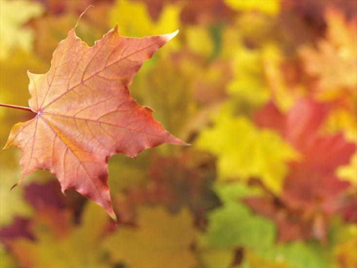  TAPETY NA PULPIT JESIEŃ  - Autumn leaf 5.jpg