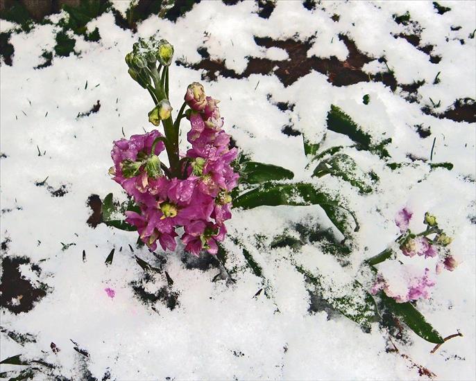 Kwiaty w oprawie - Lewkonia zimą 3 IMG_1845.jpg
