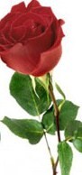 kwiaty - roses_png_clp_orig 5.jpg