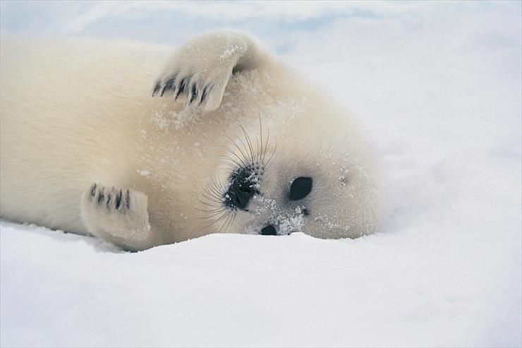 Seals 1 - Harp Seal Pup.jpg