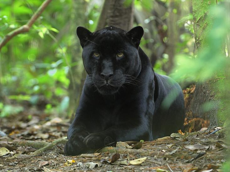 Big and wild cats - Awaiting Jaguar, Belize - 2.jpg