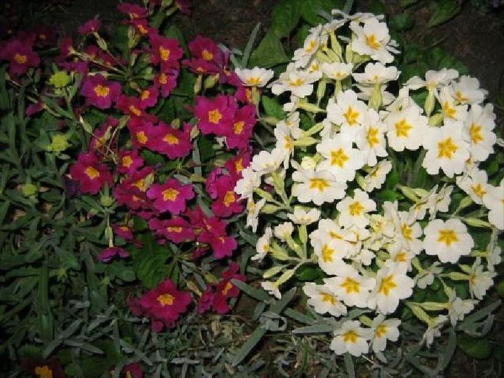 Kwiaty różne - Pierwiosnek 3.JPG