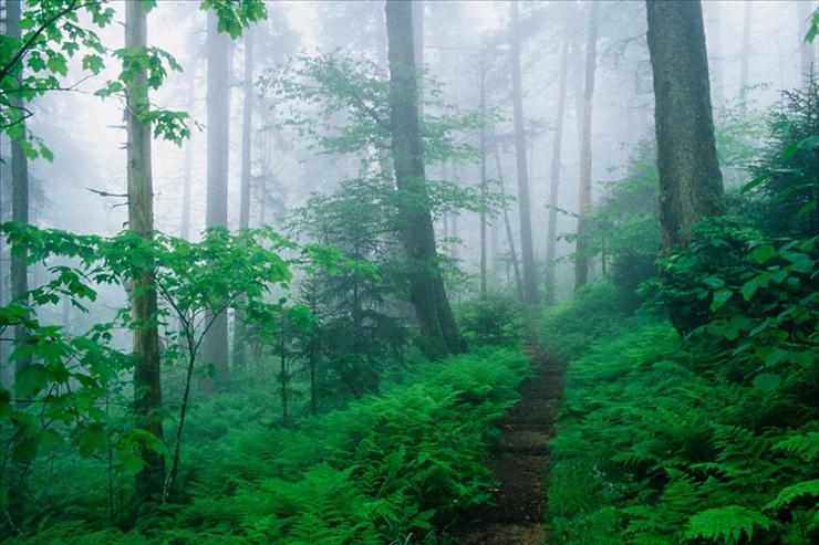 Webshots Collections - Appalachian Trail Along Foggy Ridge, Smoky Mountains, Tennessee  Adam Jones.jpg