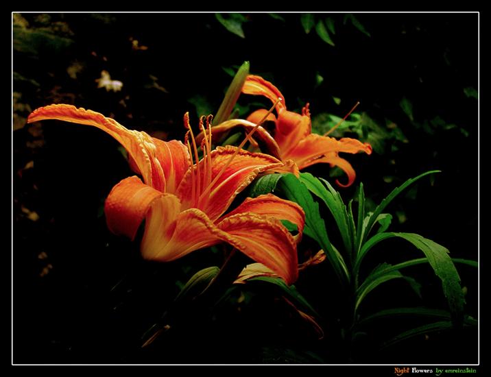 Kwiaty Chomisia52 - Night_Flowers_by_emreinstein.jpg