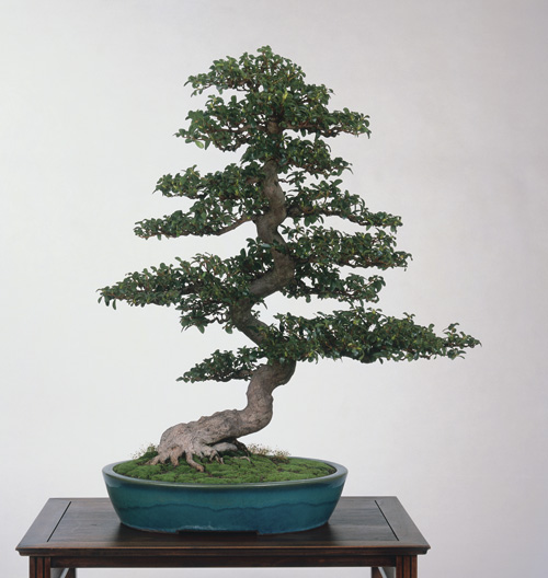 08 bonsai piekne roslinki - 42.jpg