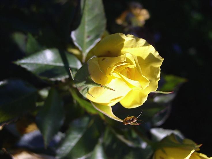Róże żółte - kwiat roza zolt.jpg